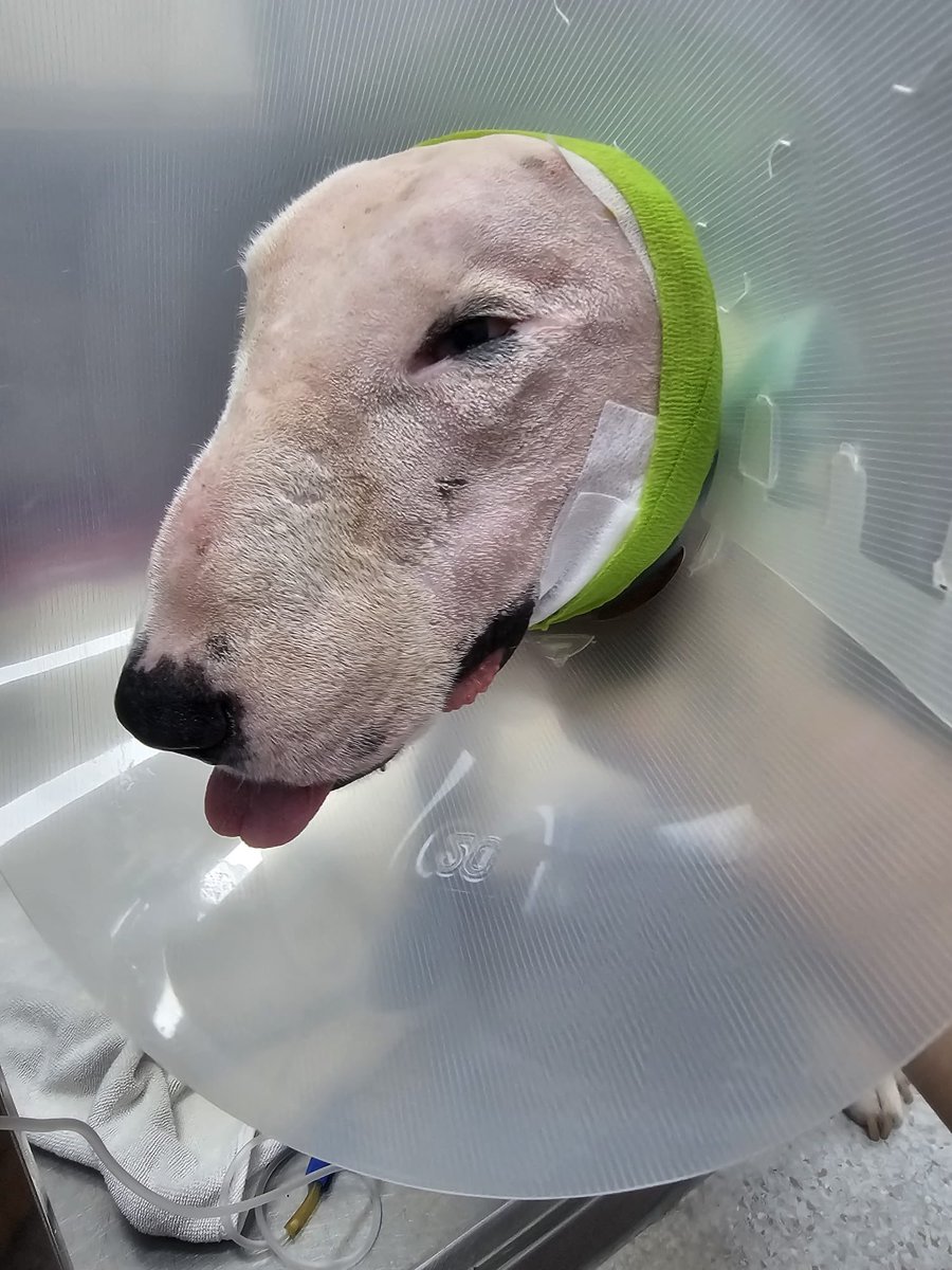 NiallHarbison's tweet photo. He had a good home if he makes it. Despite the cruelty he doesn’t show one sign of anger. 

I’ll never understand why people cut dog’s ears off but well hopefully get him fixed and happy again ❤️ (6/6) https://t.co/prk4DEI8zB