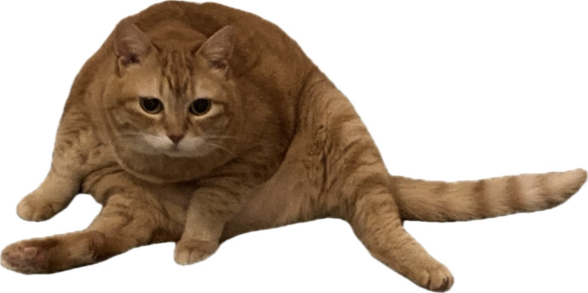 go_odbreakfast's tweet photo. 実家の猫から目を離せない https://t.co/TPEIqNsFLL