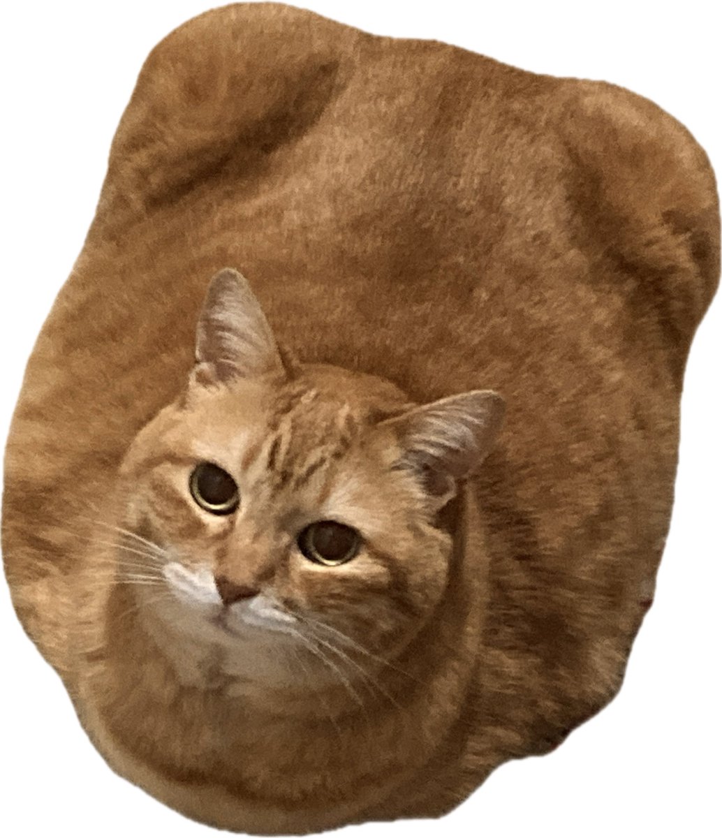 go_odbreakfast's tweet photo. 実家の猫から目を離せない https://t.co/TPEIqNsFLL