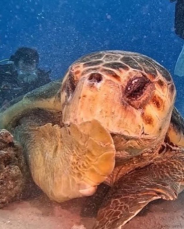 Indie5051's tweet photo. Una tortuga se mostró tímida al notar que estaba siendo fotografiada. https://t.co/3ttFWtiBVn