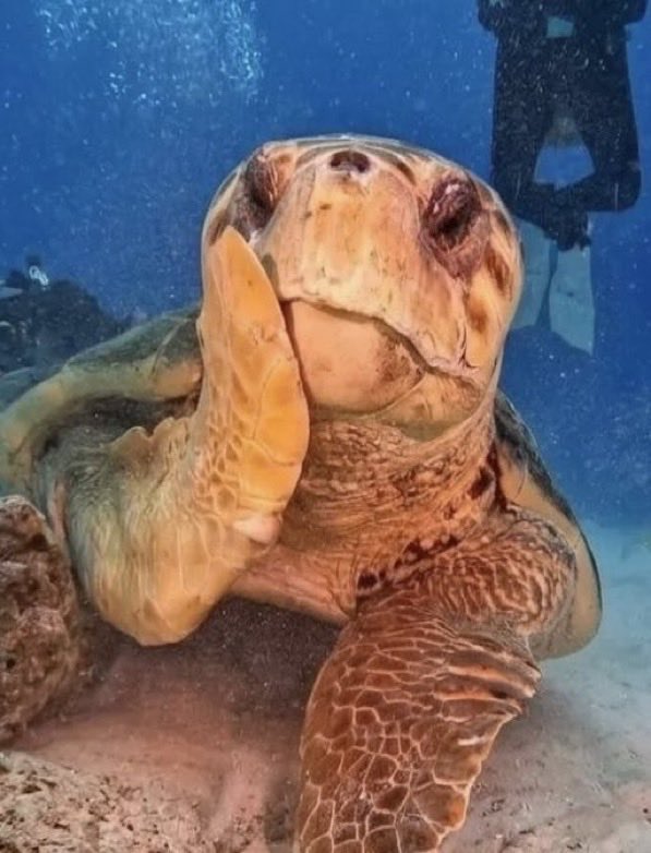 Indie5051's tweet photo. Una tortuga se mostró tímida al notar que estaba siendo fotografiada. https://t.co/3ttFWtiBVn