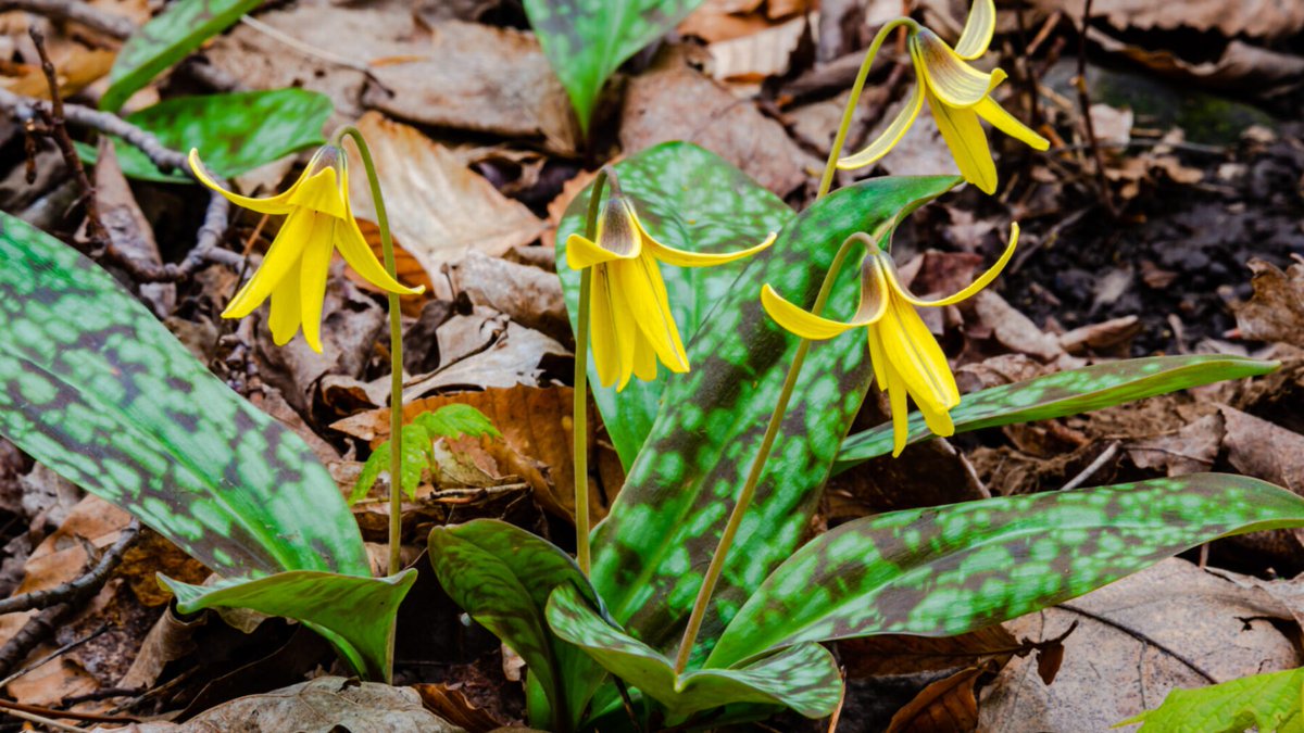 giveashitnature's tweet photo. If you're in North America, leave the non-native daffodil and tulip bulbs on the shelf. Plant these native early spring flowers instead, and plant them now.

Daffodils and tulips are from Europe and Asia, and the heavily hybridized ones sold in bins offer little to no usable pollen or nectar for most native bees. They bloom, they look great, and nothing local participates.

Native spring ephemerals do the opposite. They come up in the narrow window after the ground thaws and before the trees leaf out, which is exactly when native bees are emerging and starving. The timing isn't a coincidence, it's a relationship.

1. Trout lily. Mottled leaves, small yellow nodding flower. It has its own specialist bee, Andrena erythronii, that feeds on almost nothing else. Colonies of this flower can be over 100 years old, sometimes older than the trees above them.

2. Virginia bluebells. Pink buds opening to true blue. Works for bumblebees, long-tongued bees, butterflies, hummingbird moths and hummingbirds.

3. Dutchman's breeches. Weird little white flowers shaped like pants on a line. A critical early food source for bumblebee queens coming out of hibernation.

Honorable Mentions: Bloodroot, trillium, bellwort, spring beauty, shooting star. All the same high impact on native wildlife.

Fall is the window for planting them. These ship bare-root while dormant and this is when they want to go in the ground. Plant them in shade or part shade with decent organic soil, then mulch with four to six inches of clean straw.

They go dormant by midsummer and vanish, so mark where they are and interplant with ferns or woodland asters to fill the gap.

Then leave them alone to do their thing. They'll still be there in fifty years.