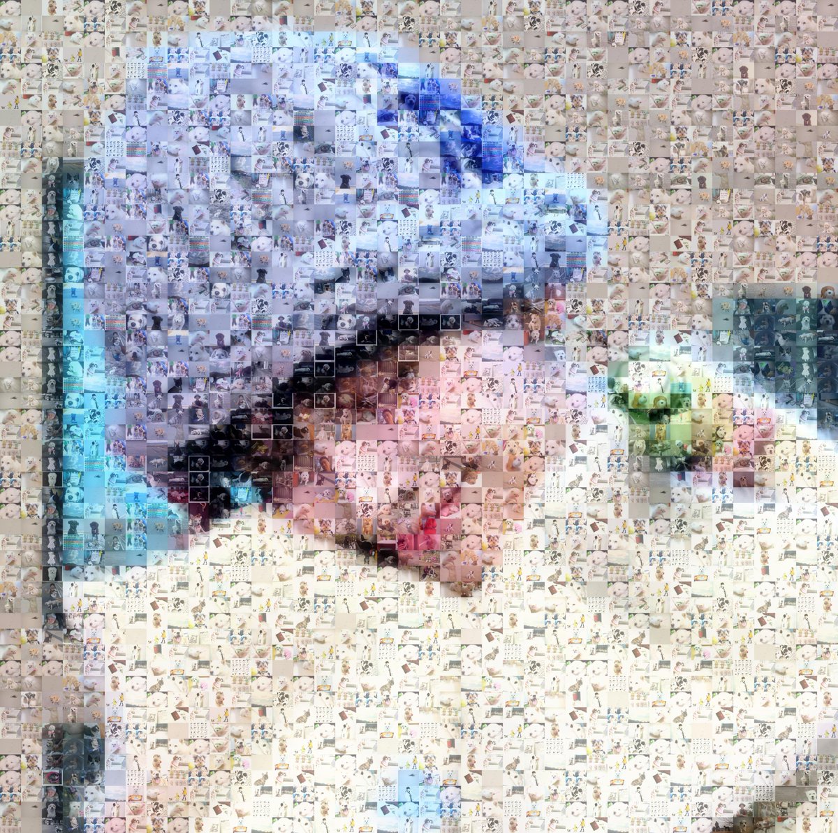 mj_h530's tweet photo. 강아지 사진들 모아서 재현이 사진 만들기 ₍ᐢɞ̴̶̷.̮ɞ̴̶̷ᐢ₎ https://t.co/lZdjxAAyP3