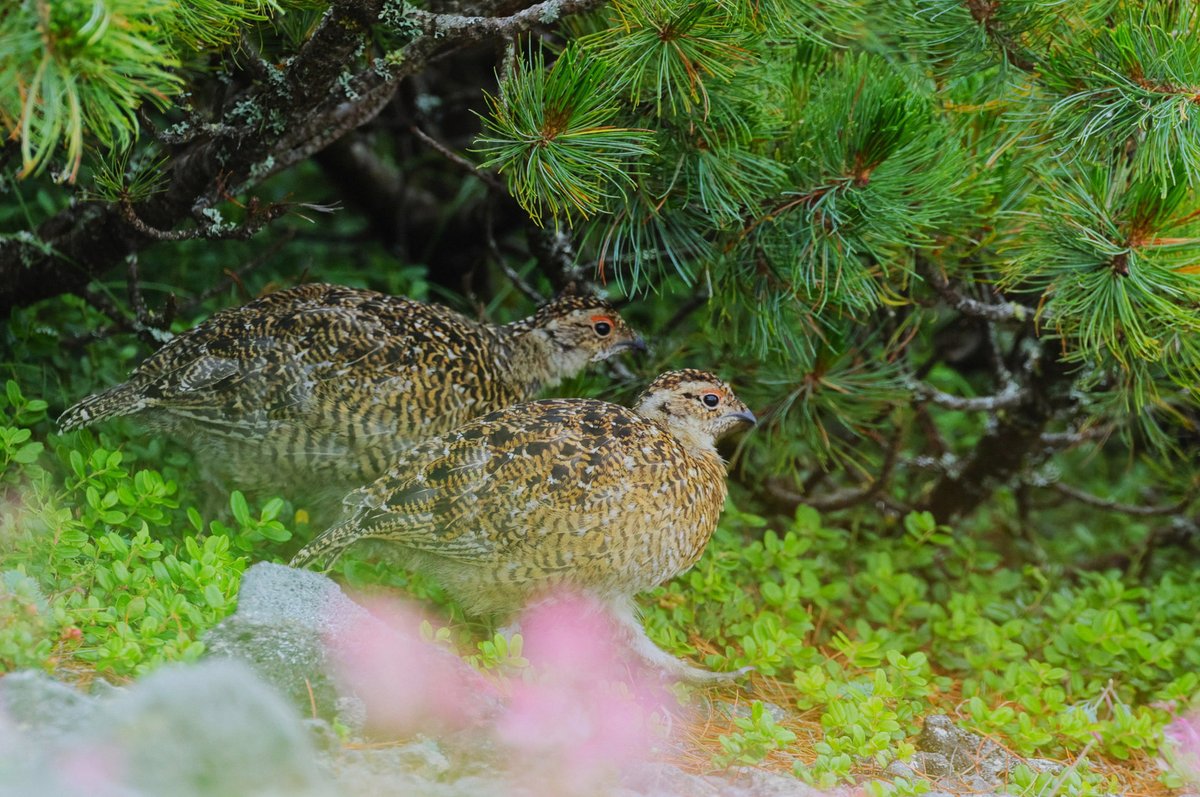 ikin7526's tweet photo. 普通鳥肌立つタイミングって1回でブワァーなのに
このゲームはブワァ、ブワァ、ブワァアアみたいな3連続コンボ決めてきよるなんじゃい https://t.co/GroufoCNuv