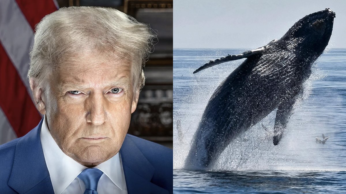 factpostnews's tweet photo. The Trump administration has moved to gut a core protection of the Endangered Species Act, permitting the accidental killing or injury of endangered animals. https://t.co/ynJpDDIvUp