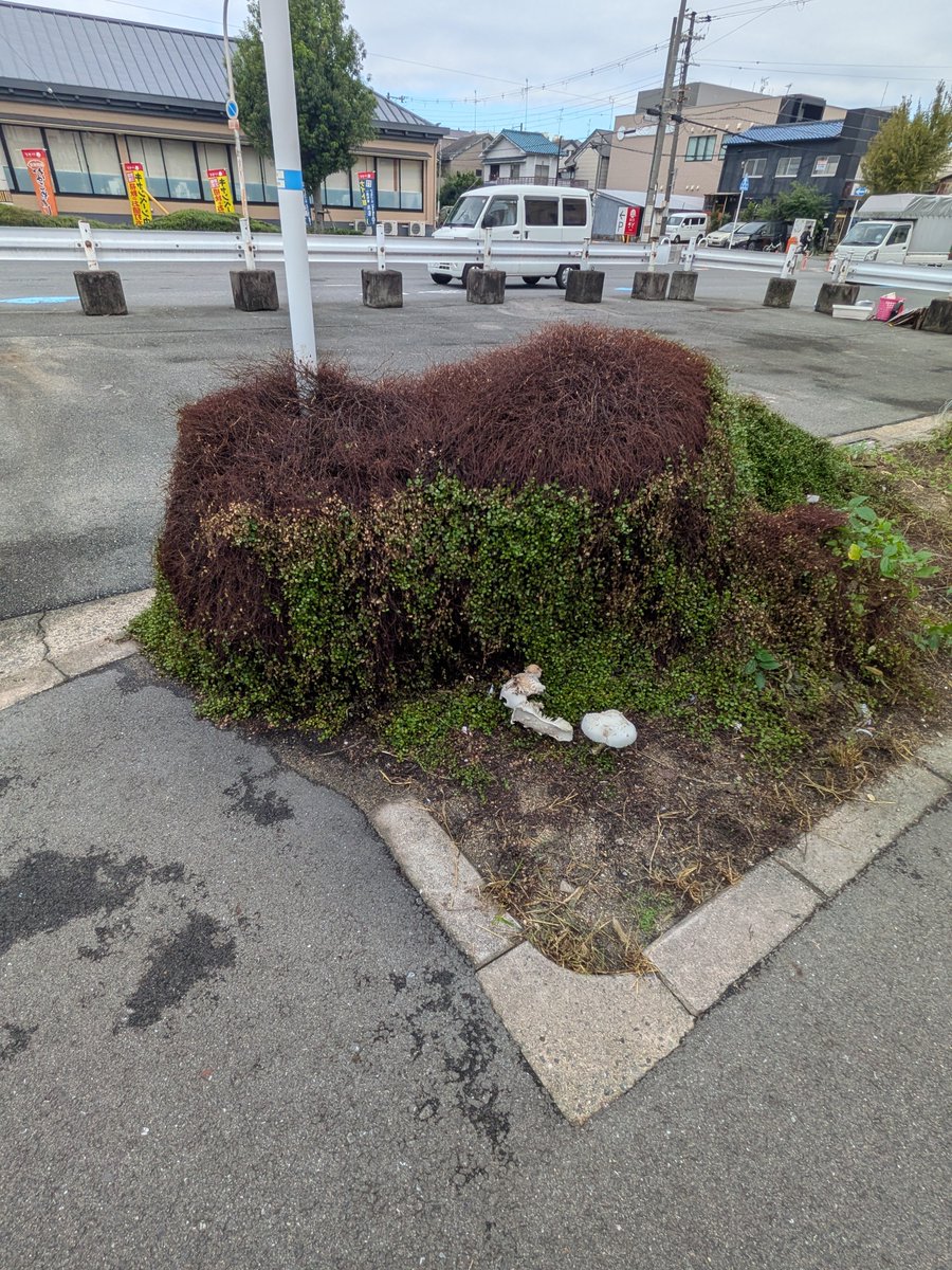 darkrsilver's tweet photo. 布施駅近くにて
道端にキノコ🍄発見😳
オオシロカラカサタケと言う毒キノコ😱
調べたらなので同じものを
見つけた時も触らないように
気をつけて下さい
#オオシロカラカサタケ
#道端キノコ
#毒キノコ https://t.co/XetvkzAIwp