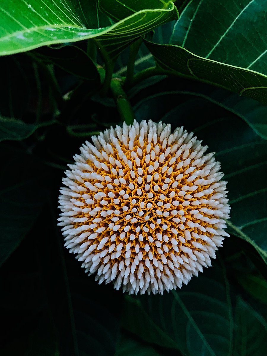DavidJarosoi's tweet photo. When nature paints with imagination, the kadam flower becomes its canvas. https://t.co/gkYIDRtrIO