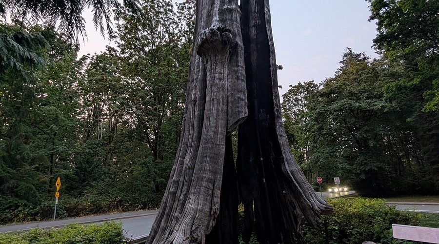 treemissions's tweet photo. Old hollow trees are nature’s ultimate climate bunkers. Their cavities stay 3-4°C (38°F) cooler than the outside air on average shielding birds, bats, and critters from deadly heatwaves.  While we use AC, the forest already built free emergency shelters. Protect the old ones. https://t.co/Nl7hYvM5ad