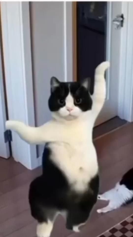 Monmonh10l's tweet photo. @Cutecatpost https://t.co/4RbhiMyw4d