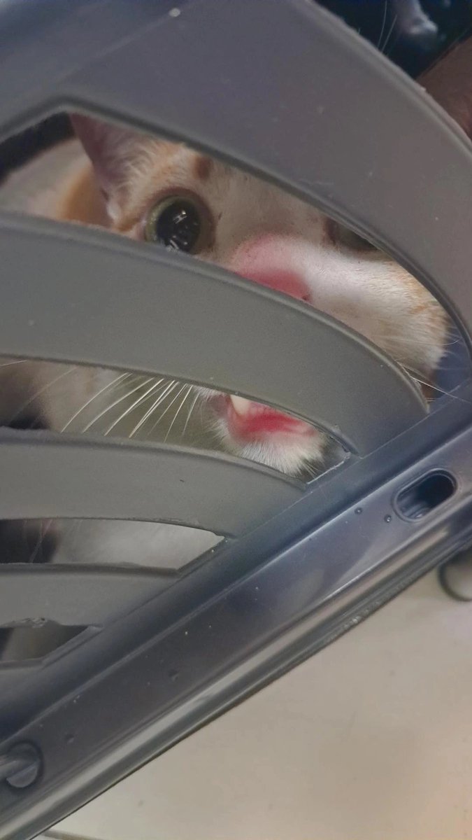 ewanshift's tweet photo. amores, esse é meu gatinho, boeing
ele machucou a patinha e quase teve que amputar. os valores do vet foram super altos e acabei precisando usar o valor do meu aluguel.

se alguém quiser marcar tiragem comigo, ajudaria bastante a cobrir o custo do vet! vou deixar a tabela embaixo https://t.co/h1iqKeofWb