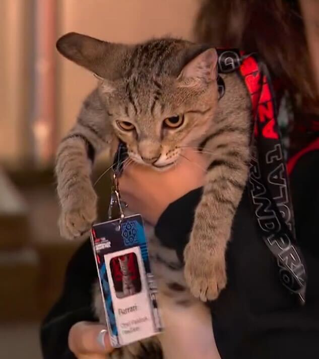 leclercsletters's tweet photo. how to get the whole paddock obsessed with one thing: have a cat https://t.co/q8eQmiiBXD