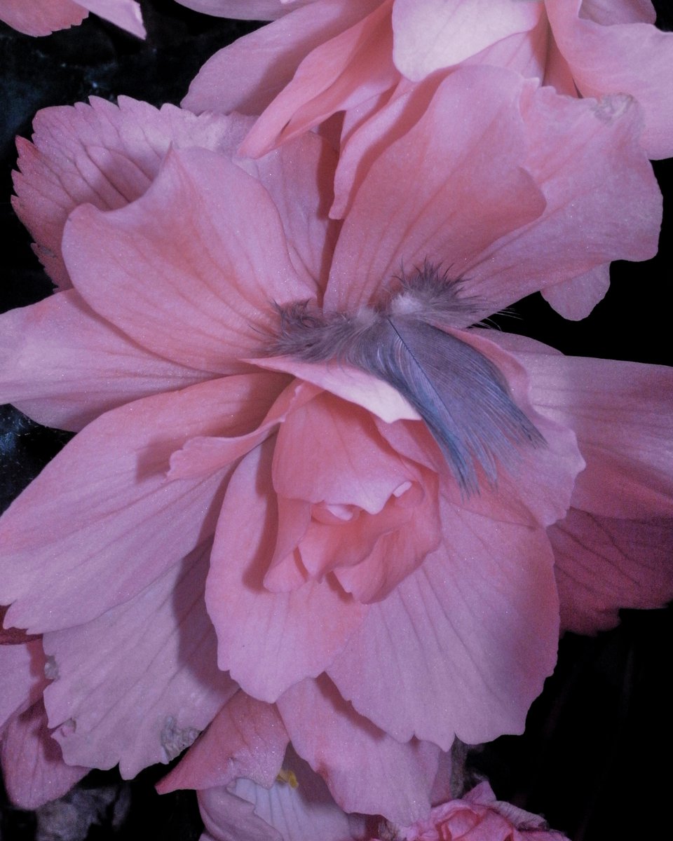 McQueen's tweet photo. Spring Summer 2027 Show

Sunday 20 September
8PM BST

Live on Instagram and McQueen social channels.

Creative Director: Seán McGirr
Art Director: SJ Todd
Photography: Ana Marti

#McQueen #McQueenSS27 https://t.co/B7XqIgKQOb