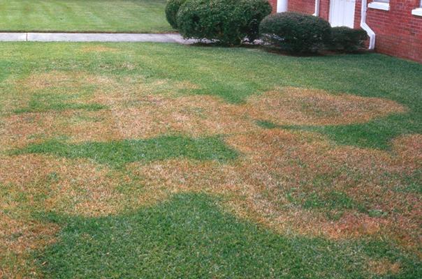 CustomTurfServ's tweet photo. Brown spots in your lawn? 👀 Don't assume it just needs more water.

Discoloration or thinning can sometimes signal lawn disease. Custom Turf Services offers preventative &amp; curative disease treatments for North Texas lawns.

📞 817-545-8873 https://t.co/6ujRlsECFi
