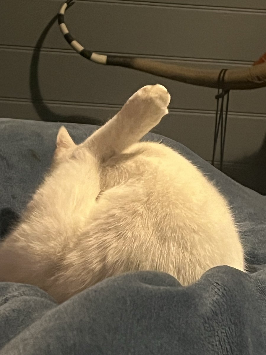 metal7111's tweet photo. lol #cat https://t.co/Oe0X5ZoDxn