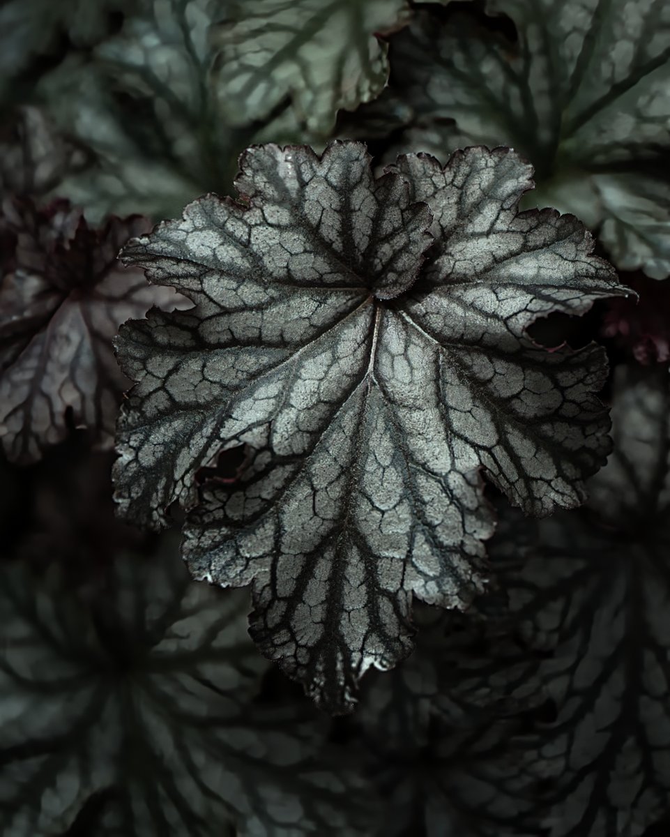 t_maro_texture's tweet photo. ただその美しさに息を呑んだ。

蜘蛛の巣のような
葉脈の幾何学

Sony α7Ⅴ | なばなの里
#ベゴニア #葉っぱの魅力を伝えたい https://t.co/bSj9vbLqrh