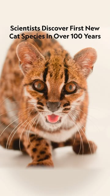 lana_goat's tweet photo. NEW FUCKING CAT SPECIES DISCOVERED ???

HOW DID EVERYONE MISSED THAT

https://t.co/3DBby0oVHy https://t.co/EAtu4ZyHG1