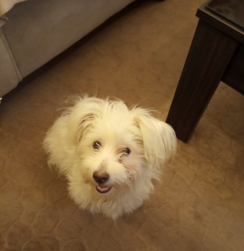 lisa__days's tweet photo. ❤🐶❤ https://t.co/l7WPtM6A5o