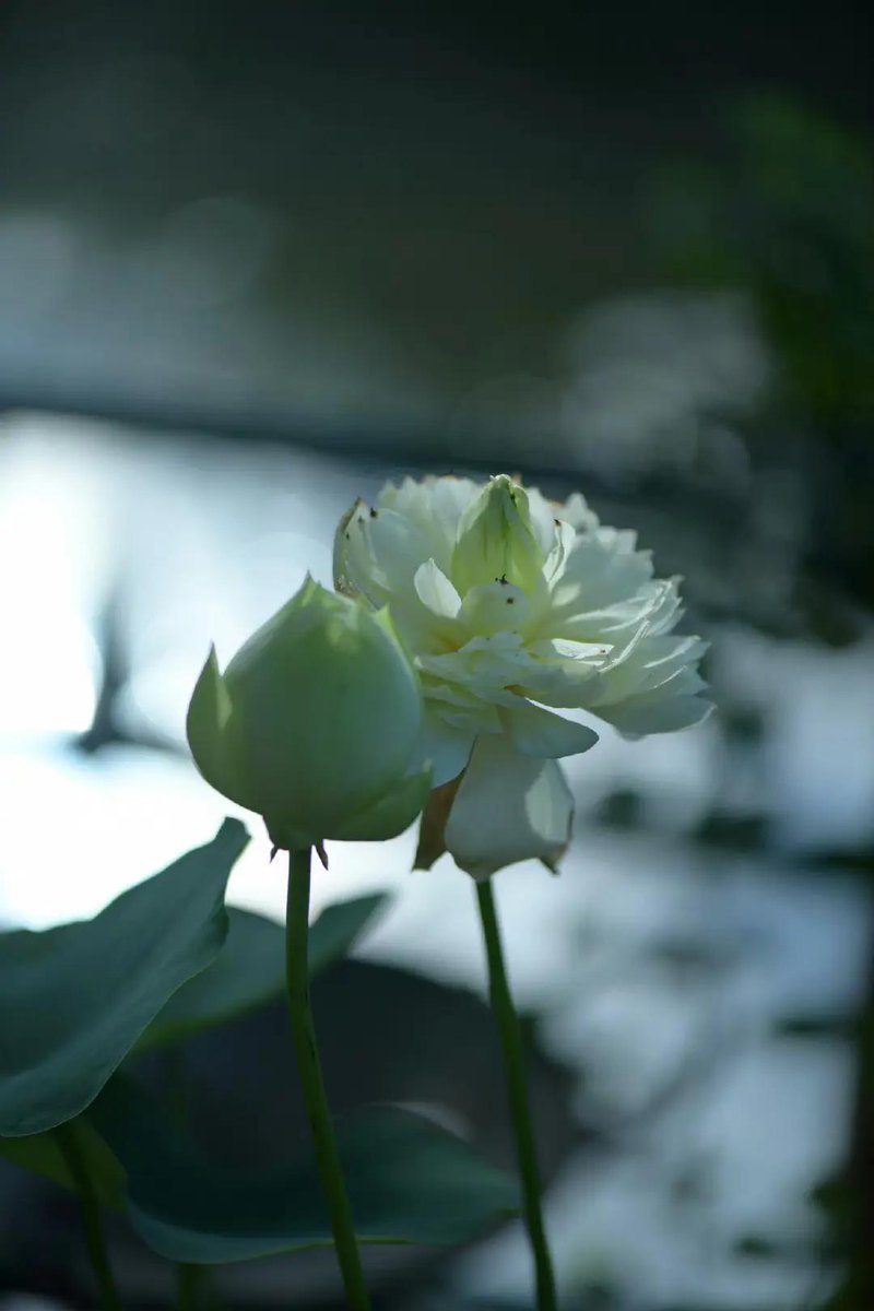 ElizabethWf7ni's tweet photo. 静けさの中で見つめる時間の経過は、一体どれほど深くあるのか。 https://t.co/AQ19wmAzCL