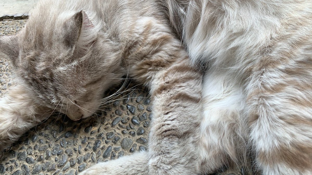 metyanol's tweet photo. miaw ini namanya siapa ya? nemu deket intel td siang https://t.co/hdg4Eb3aeT