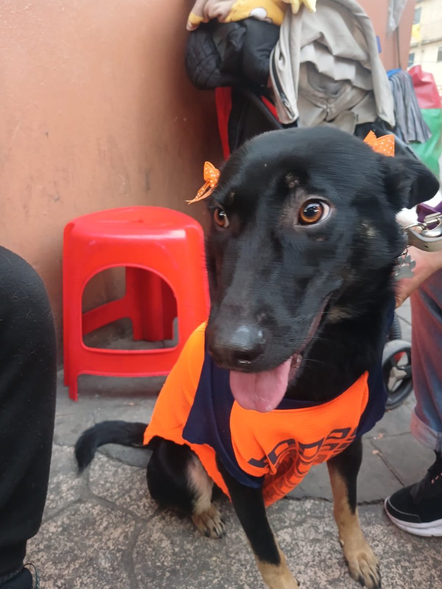 VIBRAmascotas's tweet photo. Amigos por favor 🙏🏻 urge adoptante para Pantera, es talla mediana , ya está vacunada , desparasitada y esterilizada 
Es bien tierna y amigable 
Tiene como año y medio de edad 
#rt #adopcionresponsable #cdmx https://t.co/Z1NFkxiHaa