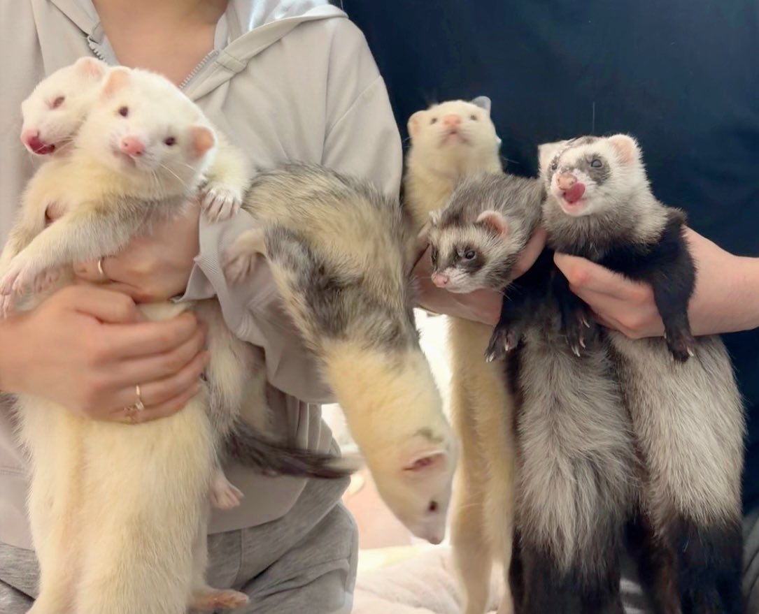 3pi2k3's tweet photo. ニョロニョロして撮影の難易度が高い
#フェレット
#ferret https://t.co/ECWNG3RkCv