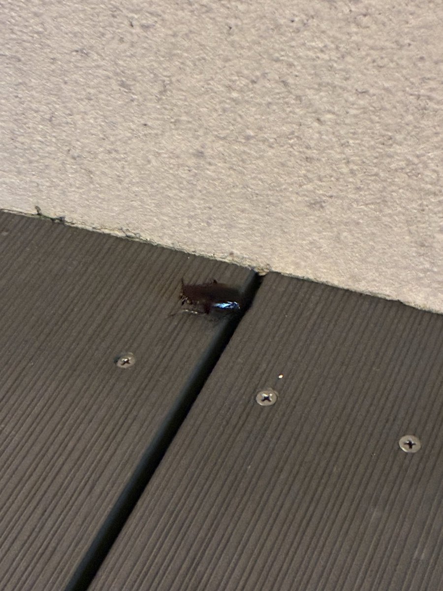 marimo_ALKALOID's tweet photo. 外のベンチ座ってたら隣に黒いツルツルな虫がｺﾝﾆﾁﾊしてきたんだけどこれってゴキ？？
生きてるの初めて見たかも https://t.co/onQhktuWat