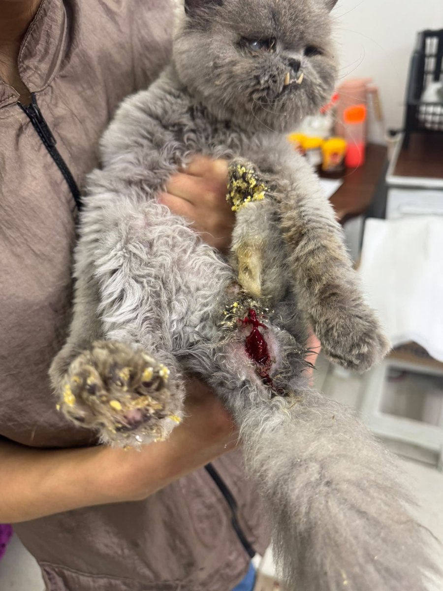 AbrigoMeimei's tweet photo. PRECISAMOS DE AJUDA PARA OPERAR O DUCK

Amigos, conseguimos finalizar a bateria de exames do Duck — gatinho persa que apanhou no lar temporário onde estava — e as notícias não são boas. 

Duck tem uma intussuscepção intestinal (quando parte do intestino entra dentro de si mesma), que pode ter por causa um câncer ou uma forte agressão na região abdominal.

Alem disso, ele tem uma displasia coxofemural (problema na articulação do quadril que afeta o encaixe entre a cabeça do fêmur e o osso da bacia) e as duas patroas (osso da frente do joelho) estão fora do lugar.

A gente não sabe o que disso é genético e o que foi causado pelos maus-tratos que esse gato sofreu, mas estamos trabalhando MUITO para que ele possa sobreviver. 

SEU ESTADO É GRAVE.

Para a primeira cirurgia (do intestino), vamos gastar R$ 1700 no procedimento + R$ 450 da anestesia (valor que temos em caixa). Pedimos por sua ajuda porque é muito urgente.

Ajude com absolutamente QUALQUER VALOR, mesmo que centavos, através do Pix 11 985816168 em nome de Lorena Tuxen.

Toda ajuda conta para salvarmos a vida do Duck.

Ajudem compartilhando!