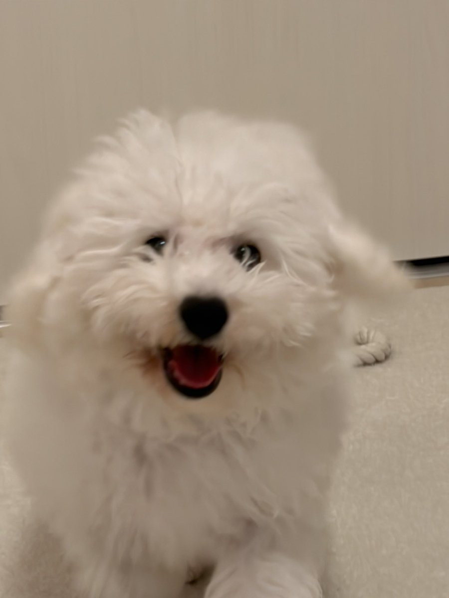 s___si614's tweet photo. 今日はお家に来て初めて
お風呂に入って
バリカンで足の毛剃って
目元の髪チョキチョキ
慣れてない飼い主の手つきに不安そうだったけど
頑張ってくれた我が子。
ホンマに可愛すぎて天使🐶 https://t.co/Lxj5823VYK