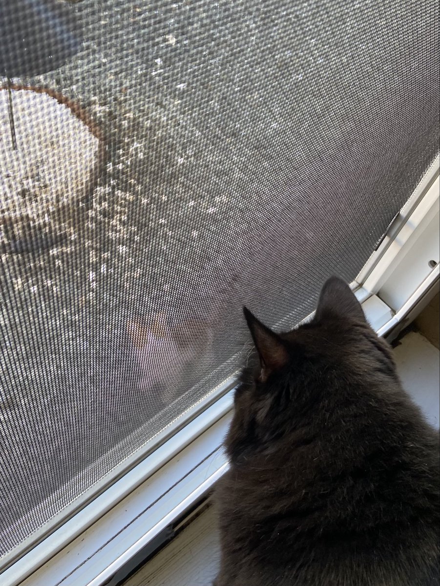MemeCat99014509's tweet photo. ๐พOn my daily #Hedgewatch pawtrol
I saw something through the screen
๐ช Iโve never seen before.๐ค Can you
see it? Must be smart to be hanging
around the ๐ฆ feeder.๐พ๐บ๐๐ ๐ฆ
๐พ๐ค~Sabrina๐โโฌ
#CatsOfX #CatsOfTwitter #AnimalLover #CatPosts #PetsOfX #Cats