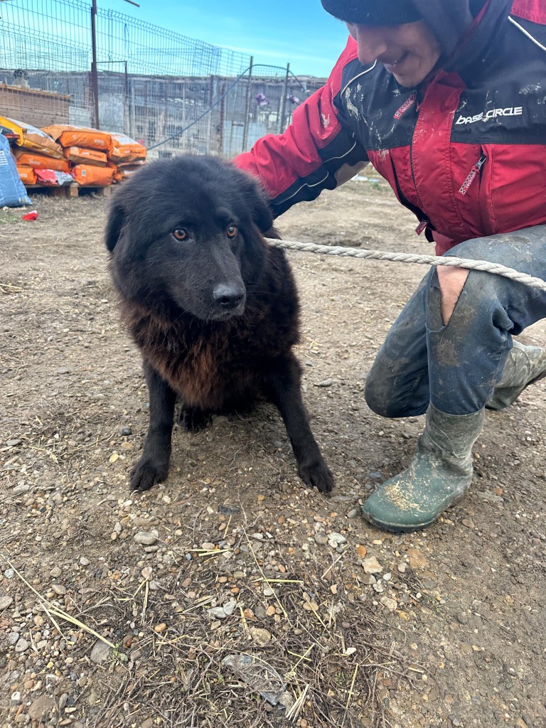 Pawprints2F's tweet photo. Romania

RONNY NEEDS A QUIET KIND OF LOVE🐾

He’s the sort of boy you have to earn the trust of, but once you do, you will see how special he is🥹
He needs a calm, understanding home ❤️

At 5 years old, Ronny can live with dogs and can be cat tested.

https://t.co/UKATK6Nz6w https://t.co/CapZwxgUk2