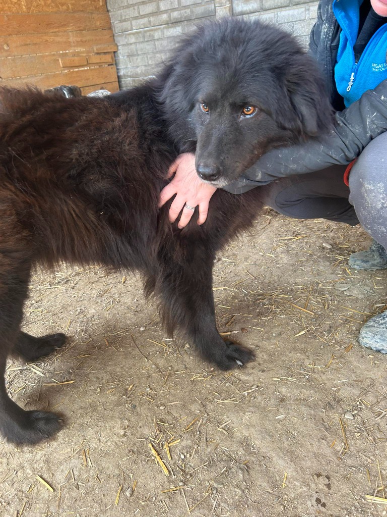 Pawprints2F's tweet photo. Romania

RONNY NEEDS A QUIET KIND OF LOVE🐾

He’s the sort of boy you have to earn the trust of, but once you do, you will see how special he is🥹
He needs a calm, understanding home ❤️

At 5 years old, Ronny can live with dogs and can be cat tested.

https://t.co/UKATK6Nz6w https://t.co/CapZwxgUk2