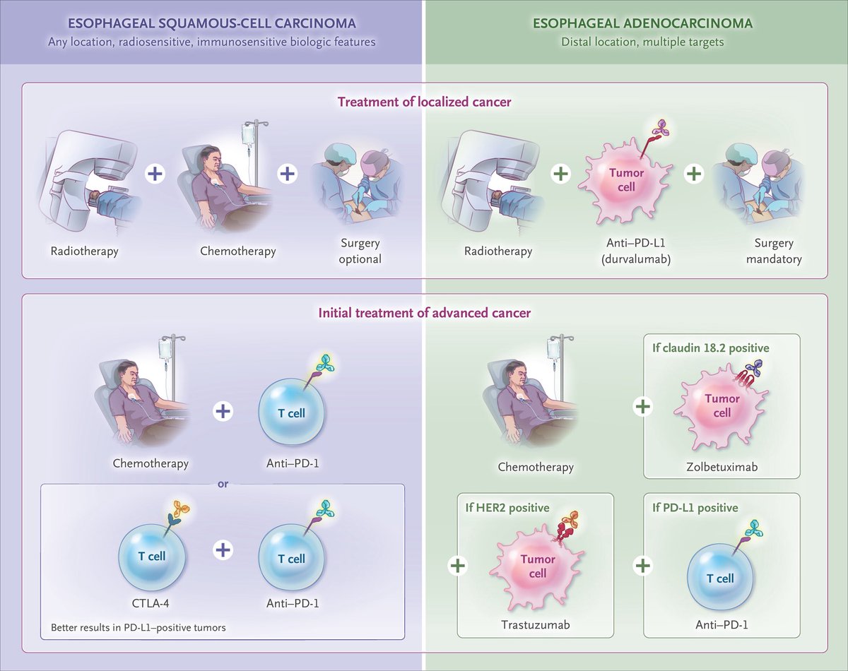 DraMartinezLago's tweet photo. 🧬 Esophageal cancer | NEJM Review

🔀 SCC and adenocarcinoma: distinct diseases
🎯 Treatment increasingly guided by histology + biomarkers
🧪 PD-L1 | HER2 | CLDN18.2 | dMMR
🚀 Toward more personalized multimodal care

🔗 https://t.co/q0eNWcSlAT https://t.co/G3tatFPRo3