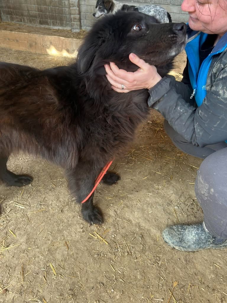 Pawprints2F's tweet photo. Romania

RONNY NEEDS A QUIET KIND OF LOVE🐾

He’s the sort of boy you have to earn the trust of, but once you do, you will see how special he is🥹
He needs a calm, understanding home ❤️

At 5 years old, Ronny can live with dogs and can be cat tested.

https://t.co/UKATK6Nz6w https://t.co/CapZwxgUk2