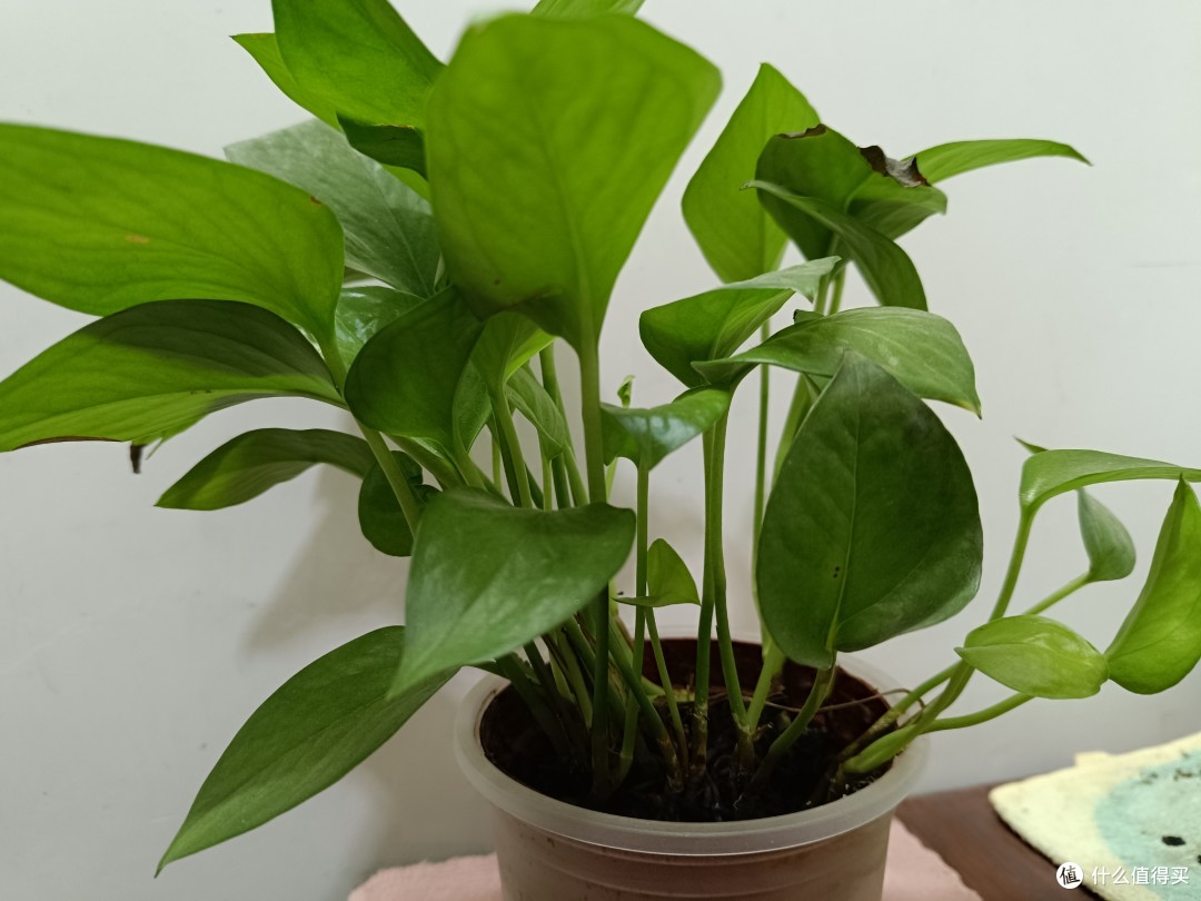 cozyy292066's tweet photo. Spent 10 mins this morning arguing with my office plant over whether it "needed more water" vs "is already drowning". My intern walked in, stared, and said "Welcome to adulting". https://t.co/d9MJBn23Qq