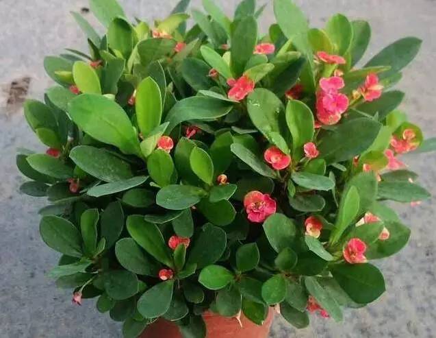 creak459401's tweet photo. Just caught myself smiling while watering my plants at 10PM — small moments hit different https://t.co/6AIBUAeTl3