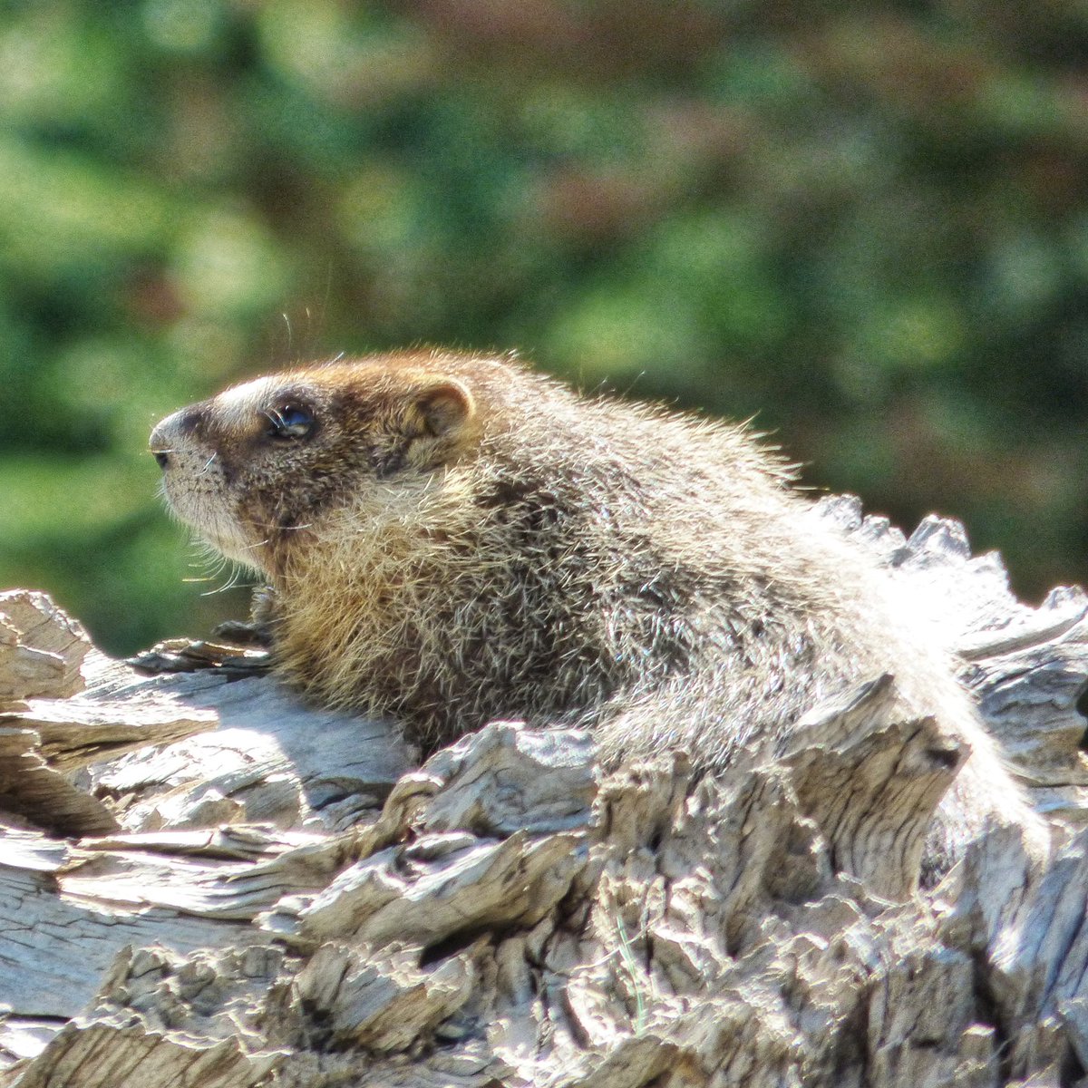 JannPerolt2qt's tweet photo. Woodchucks at Brian Head, Utah. Also known as groundhogs, whistlepigs, and marmots, these stout-bodied ground squirrels were too cute not to share first. https://t.co/a7XudMESqr