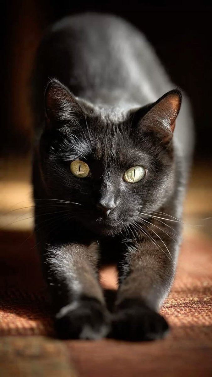 DailyCatsX's tweet photo. https://t.co/0W4f5u1meS