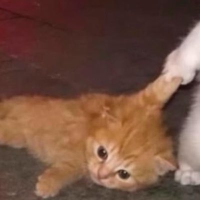 whore4green's tweet photo. matching w bae (im the obedient lover so ill let her drag me around 24/7) ✋🏻🥴

#NewProfilePic https://t.co/rSc1fAouep