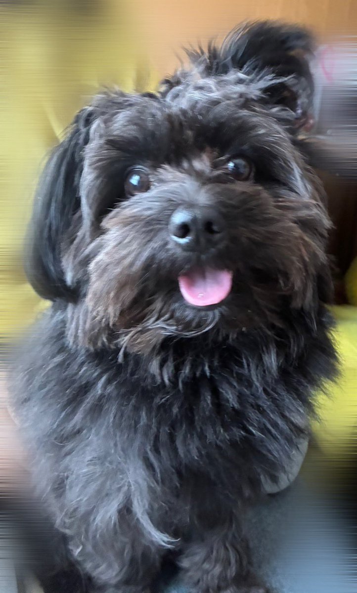 krkm0825's tweet photo. 最強に誇らしげな、へけ顔けもの選手権。
 #ポメプー #犬のいる暮らし #くろけも https://t.co/UZoruKJYrG