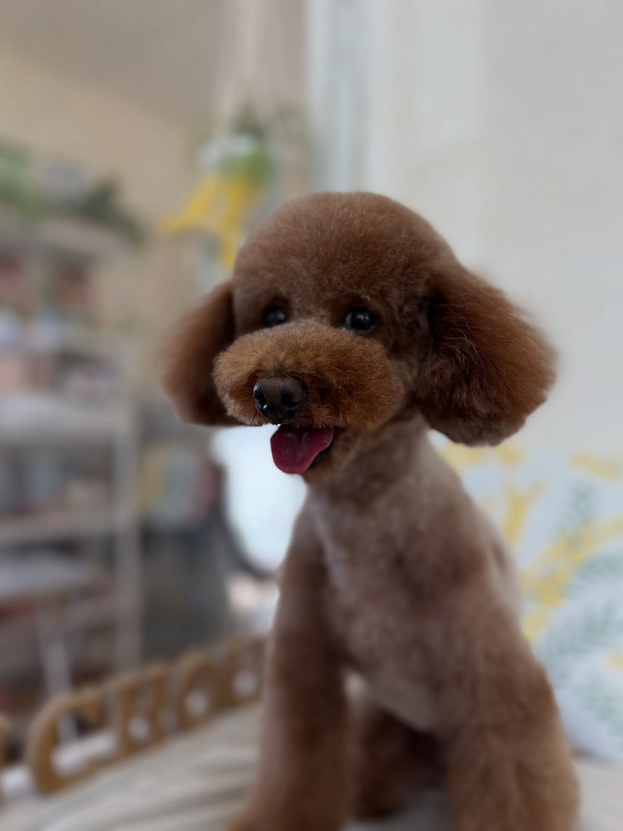 SusannZwerxpol's tweet photo. Toy Poodle Sora, thank you for visiting us. We hope to see you again soon. https://t.co/PdvkMMEjnJ