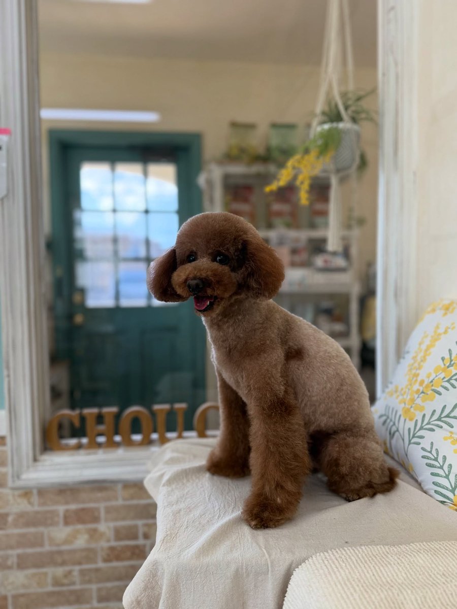 SusannZwerxpol's tweet photo. Toy Poodle Sora, thank you for visiting us. We hope to see you again soon. https://t.co/PdvkMMEjnJ