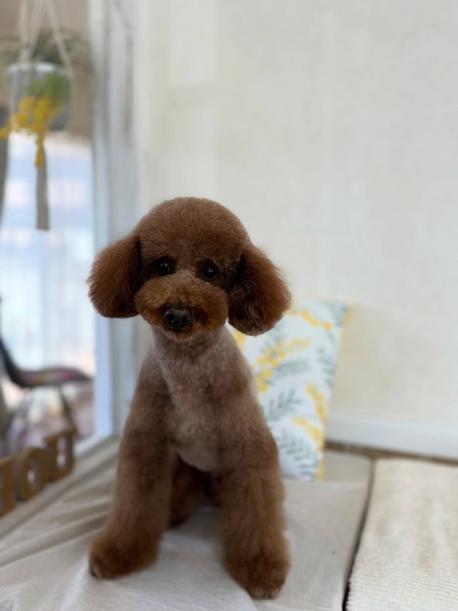 SusannZwerxpol's tweet photo. Toy Poodle Sora, thank you for visiting us. We hope to see you again soon. https://t.co/PdvkMMEjnJ