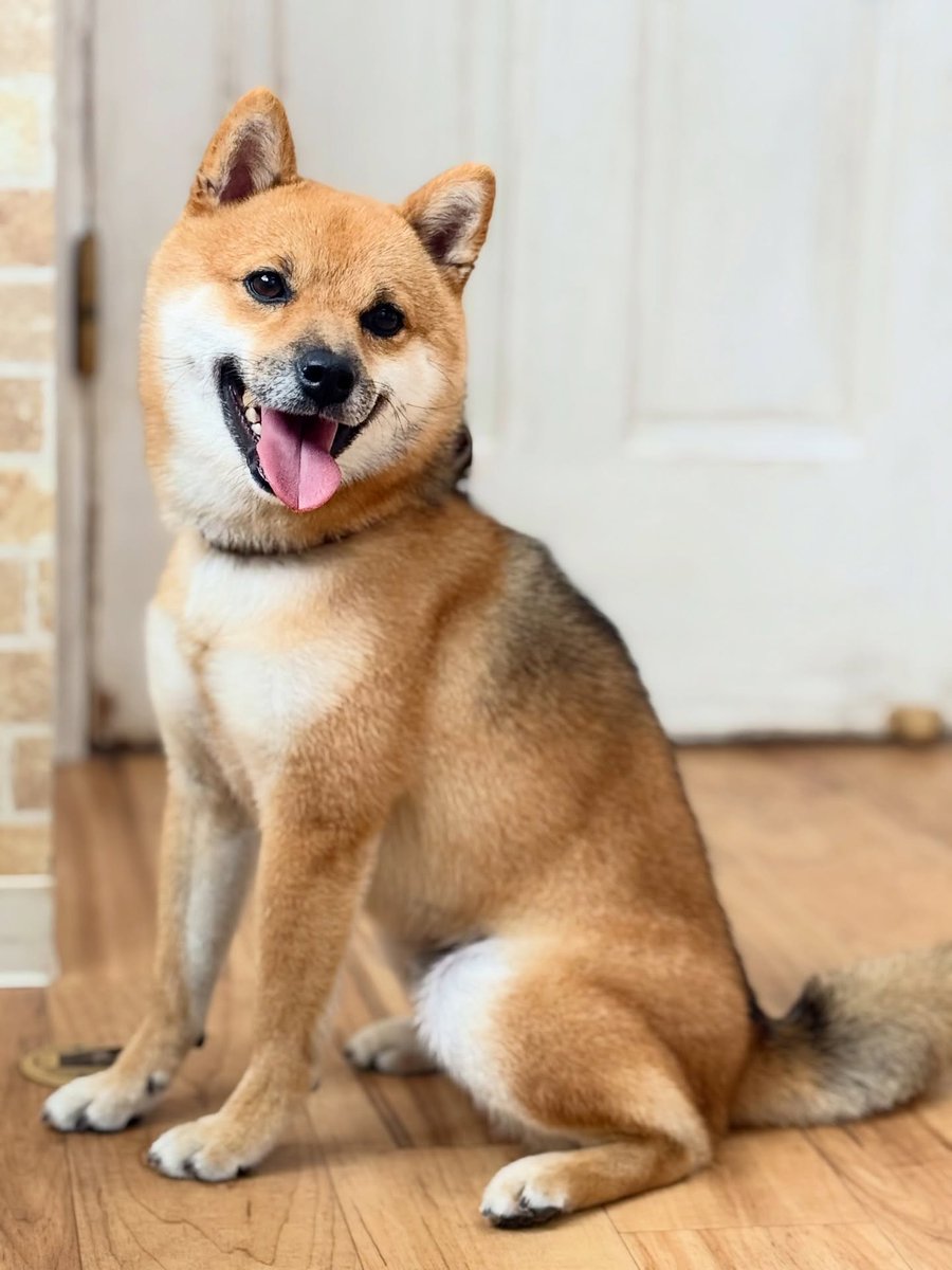SusannZwerxpol's tweet photo. Thank you for visiting, Mamekichi, the Mameshiba dog. https://t.co/CMbPKBzYS5