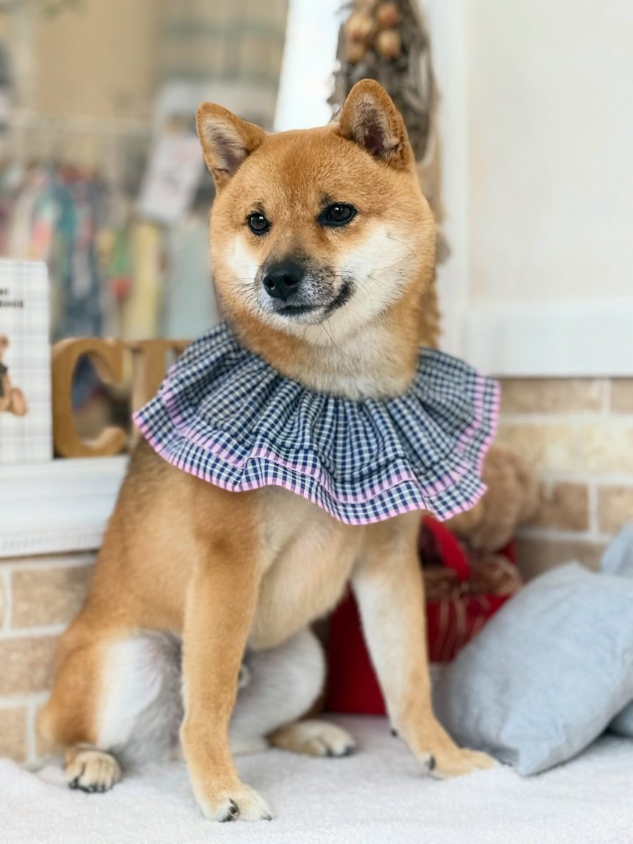 SusannZwerxpol's tweet photo. Thank you for visiting, Mamekichi, the Mameshiba dog. https://t.co/CMbPKBzYS5