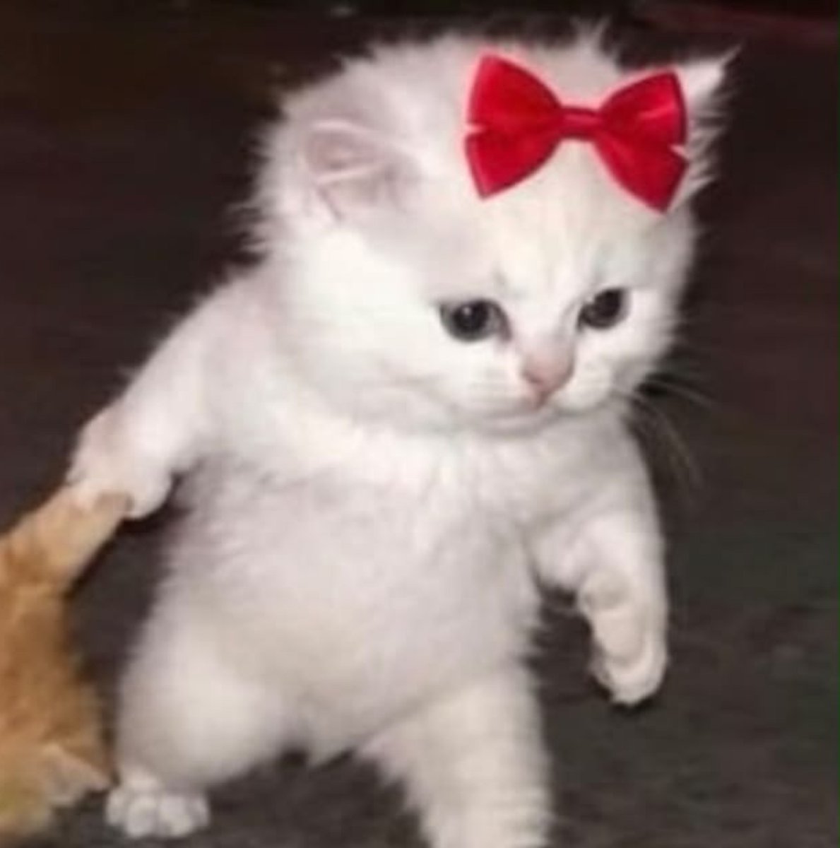 ukiyothings's tweet photo. Gotta put on ribbons and be cute still while i drag my baby 🙂‍↕️🙂‍↕️

#NewProfilePic https://t.co/bCQcNFekan