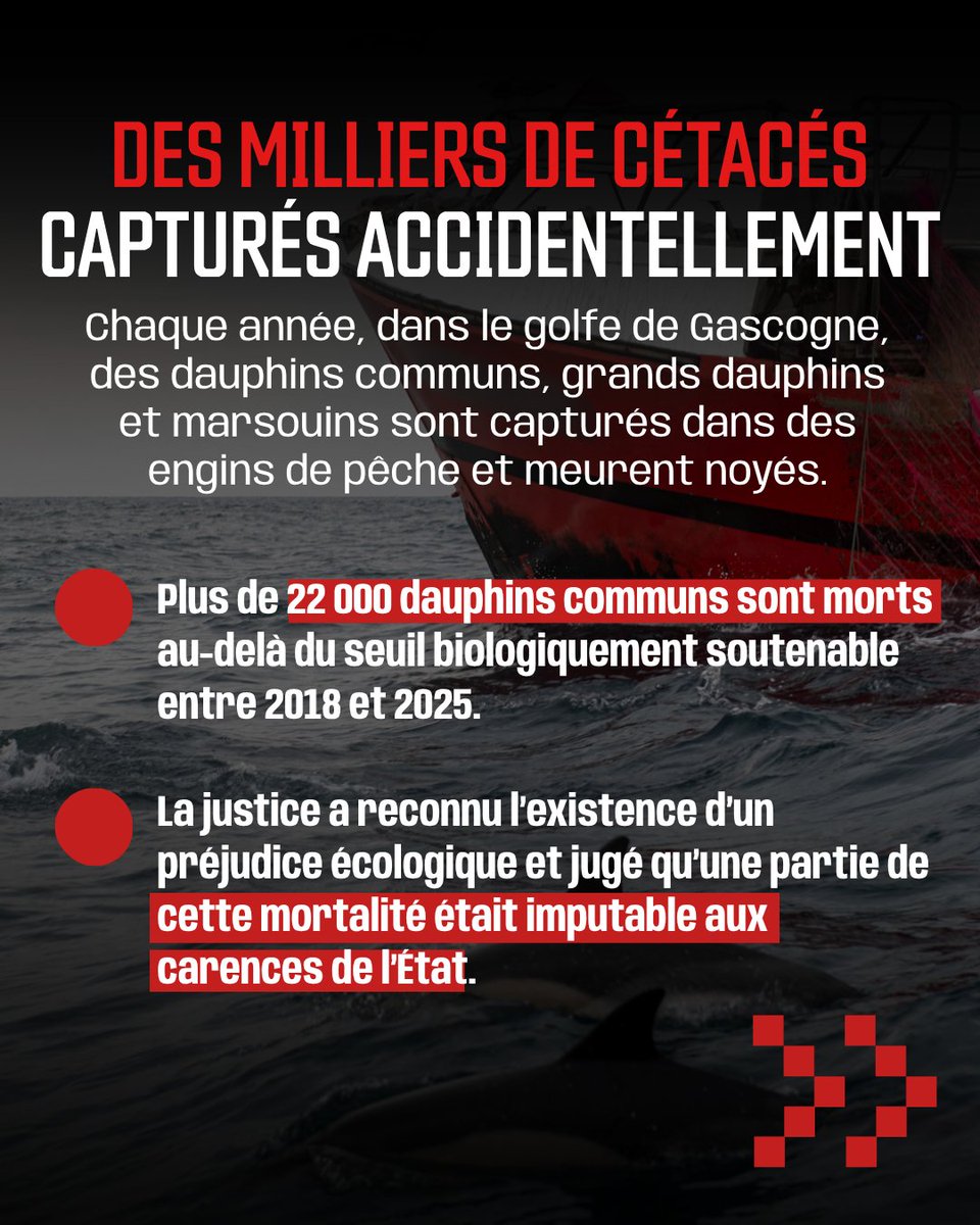 SeaShepherdFran's tweet photo. Madame la Ministre, où en est le Plan national d’actions ?
Sea Shepherd France est prête à être auditionnée. Nous avons des solutions concrètes à mettre sur la table.
Nous réclamons un Plan national d’actions à la hauteur de l’enjeu, pour réparer le préjudice écologique et protéger durablement les petits cétacés.
Interpellez la ministre en commentaire et partagez ce post.
🐬 Les solutions existent. Nous sommes prêts.