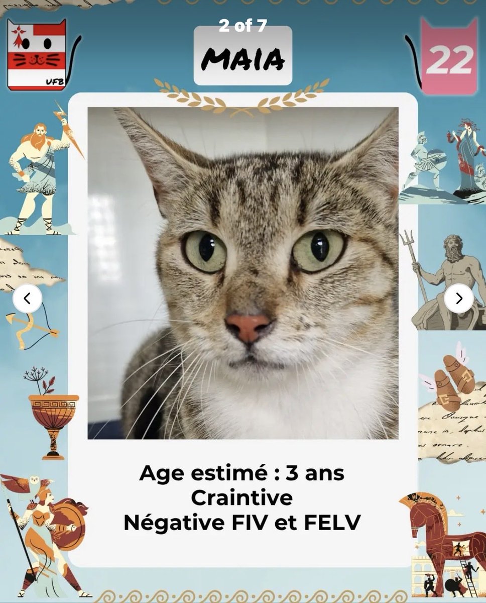 MAROBA3807's tweet photo. ‼️‼️⚠️URGENCES FOURRIÈRES DE BRETAGNE⚠️⚠️⚠️‼️‼️‼️‼️
Aujourd’hui il reste encore 5 de leurs protégés sans solution, pour certains  le délai de fourrière est déjà dépassé 😿. 
Mais MIMI GEIGNARDE est aussi passée de “sauvage” à “craintive”!
Alors si vous pouvez, adoptez, sinon PTG! https://t.co/sp7hGt1wmi