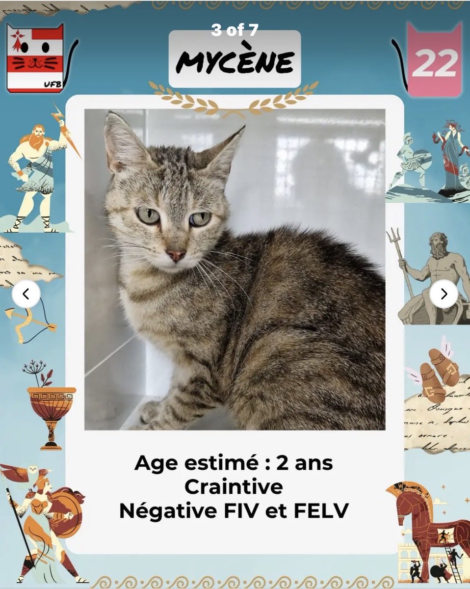 MAROBA3807's tweet photo. ‼️‼️⚠️URGENCES FOURRIÈRES DE BRETAGNE⚠️⚠️⚠️‼️‼️‼️‼️
Aujourd’hui il reste encore 5 de leurs protégés sans solution, pour certains  le délai de fourrière est déjà dépassé 😿. 
Mais MIMI GEIGNARDE est aussi passée de “sauvage” à “craintive”!
Alors si vous pouvez, adoptez, sinon PTG! https://t.co/sp7hGt1wmi