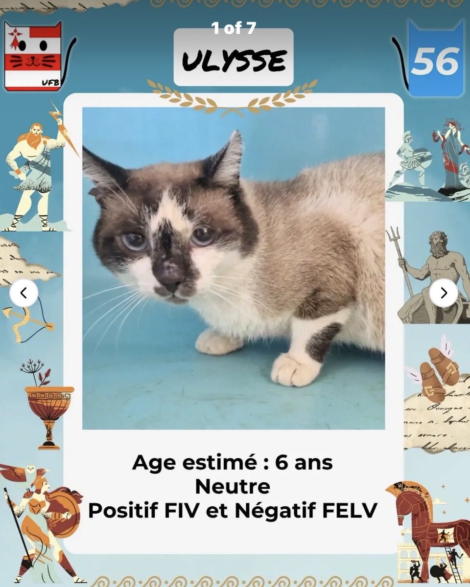 MAROBA3807's tweet photo. ‼️‼️⚠️URGENCES FOURRIÈRES DE BRETAGNE⚠️⚠️⚠️‼️‼️‼️‼️
Aujourd’hui il reste encore 5 de leurs protégés sans solution, pour certains  le délai de fourrière est déjà dépassé 😿. 
Mais MIMI GEIGNARDE est aussi passée de “sauvage” à “craintive”!
Alors si vous pouvez, adoptez, sinon PTG! https://t.co/sp7hGt1wmi