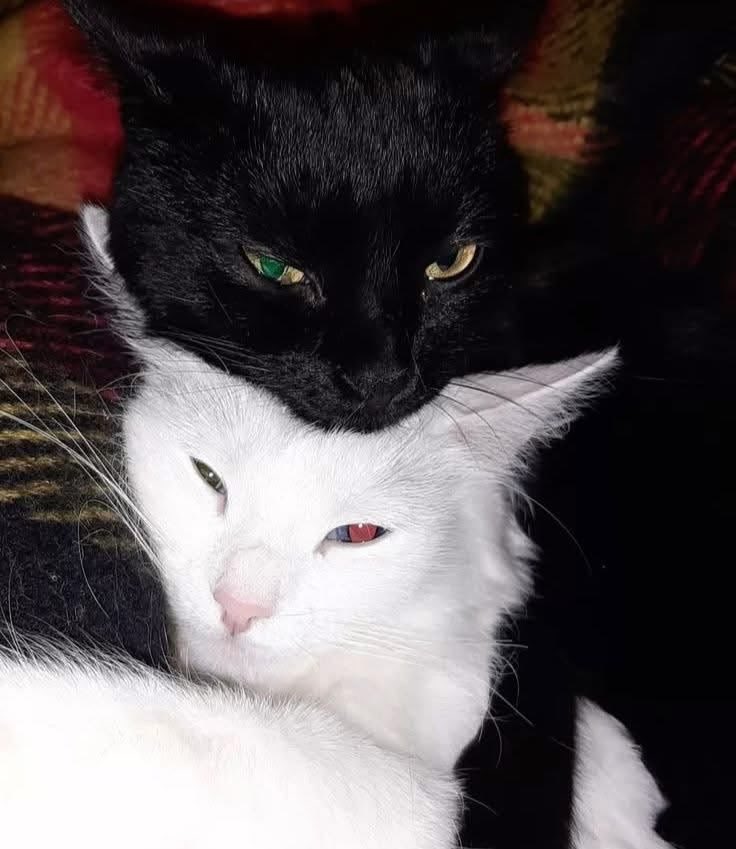 blackscats's tweet photo. https://t.co/wVD5ON8rZ0